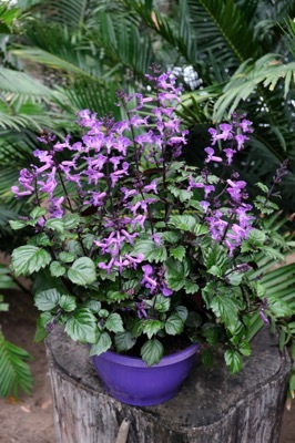 Plectranthus-Magic Mona Purple_Pot