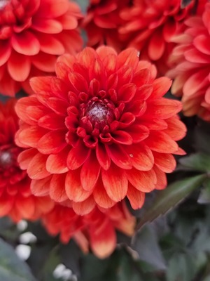 Dahlia Double Dreamy