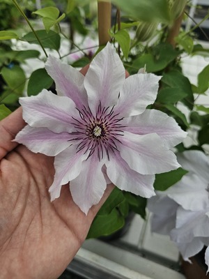 Clematis Ithemba
