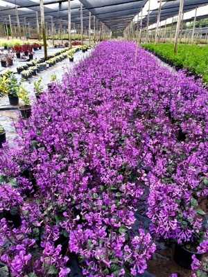 Plectranthus-Magic Mona Purple_Nursery