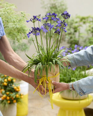 Agapanthus Fairy Blue