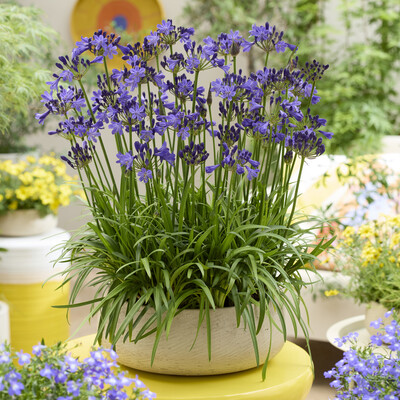Agapanthus Fairy Blue