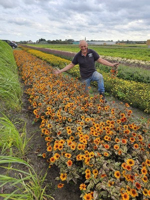 Heliopsis Orange Marble