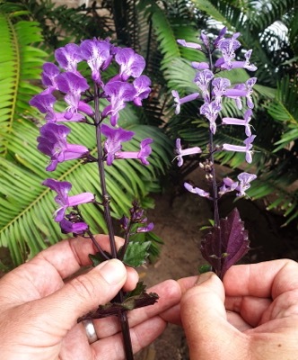 Plectranthus-Magic Mona Purple_General