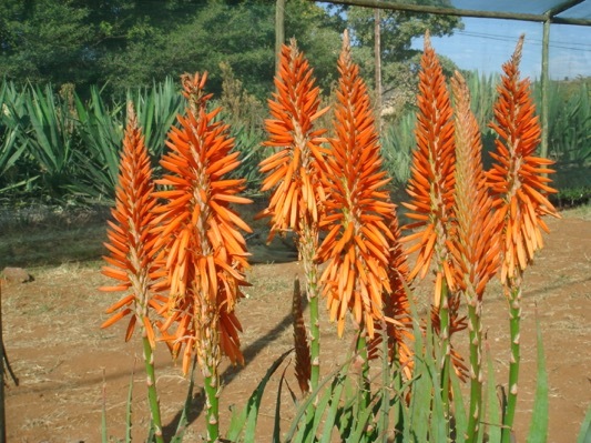 Aloe-Safari Orange_Flower