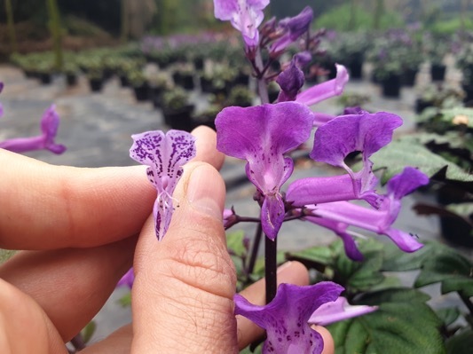 Plectranthus-Magic Mona Purple_General