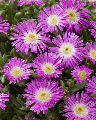 Delosperma Ocean Sunset Purple Flare