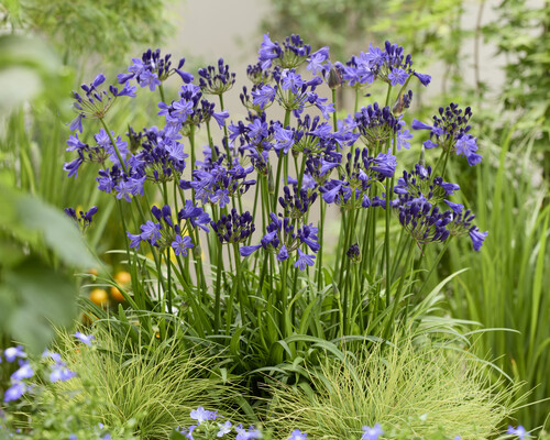 Agapanthus Fairy Blue