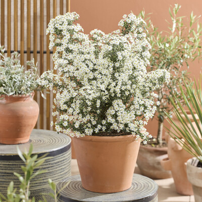 Olearia Spring Bling