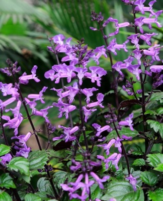 Plectranthus-Magic Mona Purple_Flowers