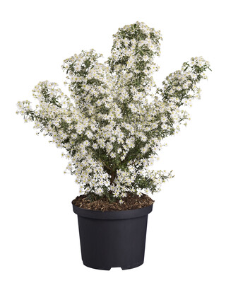 Olearia Spring Bling