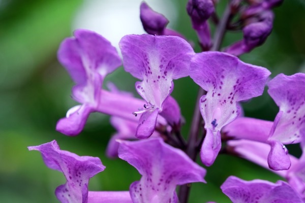 Plectranthus-Magic Mona Purple_Close up flower