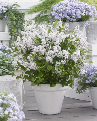 Syringa-Flowerfeste White_Patio