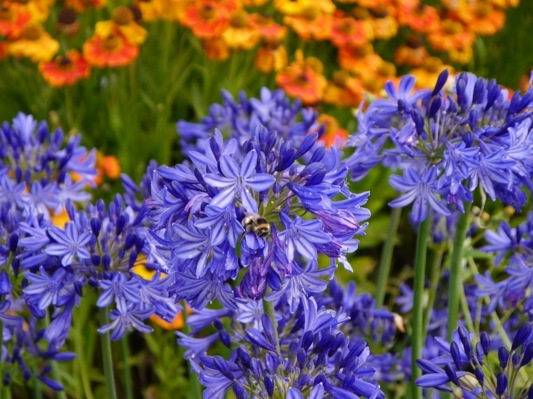 Agapanthus-Northern Star_Close up flower