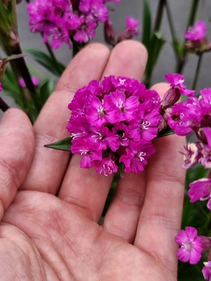 Lychnis Cherry Bubbles