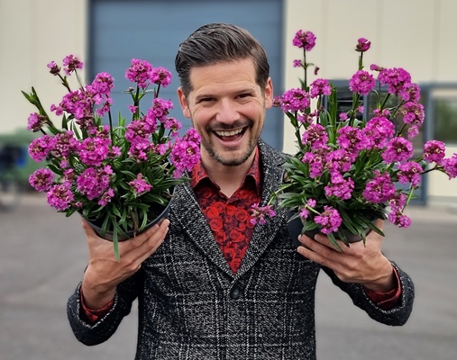 Lychnis Cherry Bubbles
