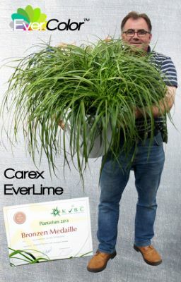 Carex-EverColor-Everlime_Breeder