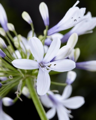 Agapanthus-Twister_Close up flower