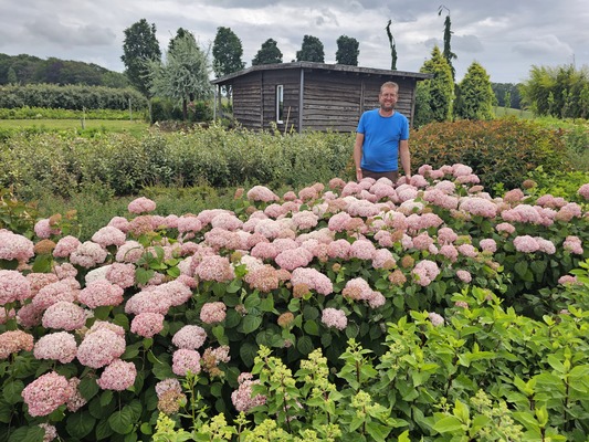 Hydrangea Standup Pink