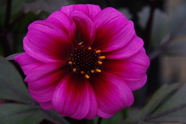 Dahlia-Dreamy Nights_Close up flower