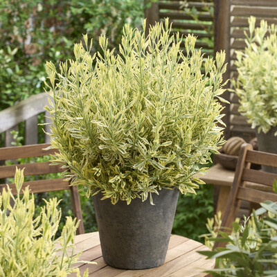 Lavandula Meerlo
