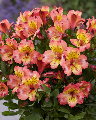 Alstroemeria Patagonia Salmon