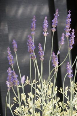 Lavandula Meerlo
