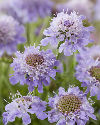 Scabiosa Blue Eyes