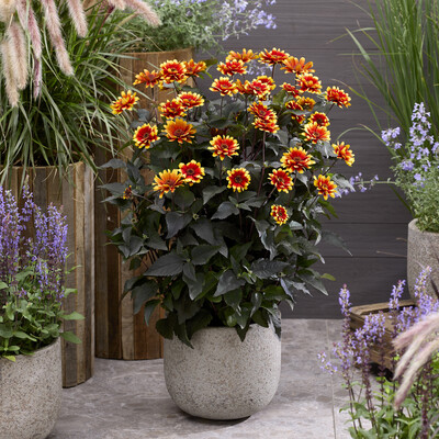 Heliopsis Bonfire Sunset
