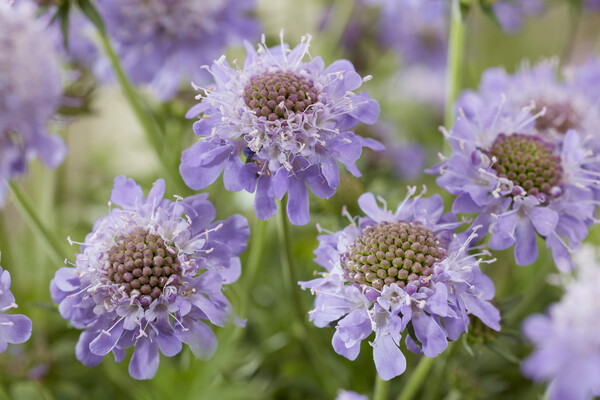 Scabiosa Blue Eyes