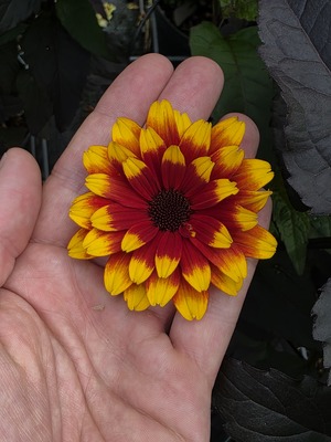 Heliopsis Bonfire Sunset