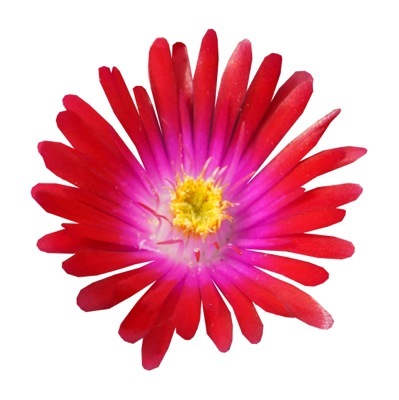 Delosperma-Garnet_Close up flower