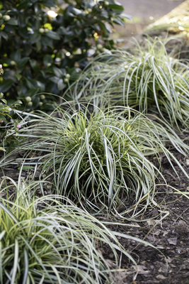 Carex Moon Falls