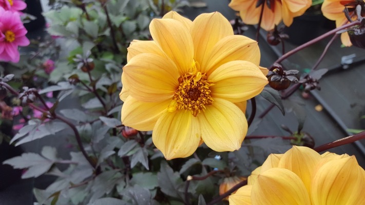 Dahlia-Dreamy Sunlight_Close up flower