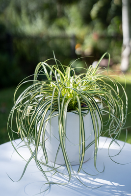 Carex Moon Falls