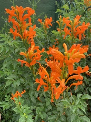 Tecomaria-Cape Town Orange_Flower