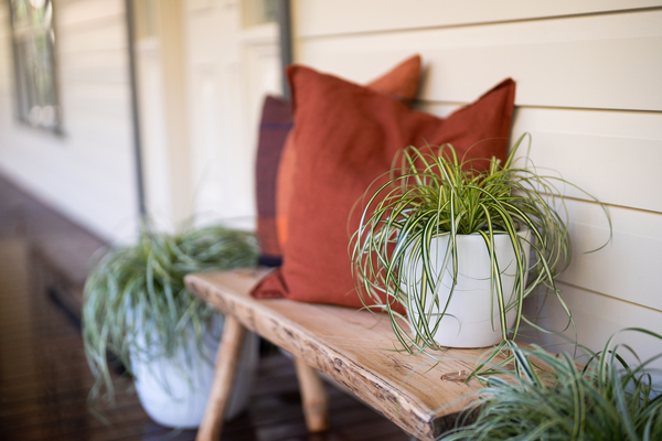 Carex Moon Falls