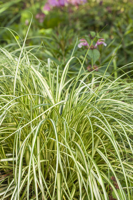 Carex Moon Falls