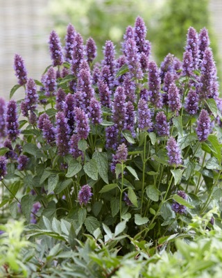 Agastache-Beelicious Purple_Garden