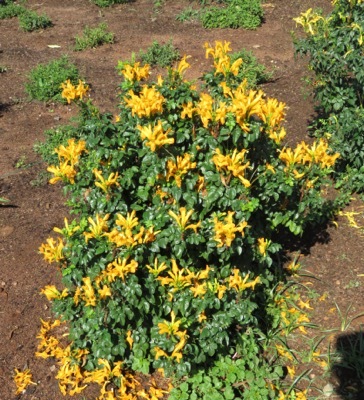 Tecomaria-Cape Town Orange Yellow_Nursery