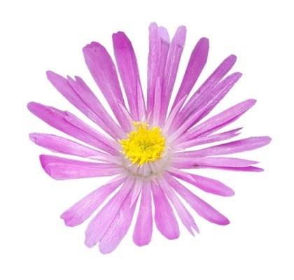 Delosperma-Candystone_Close up flower