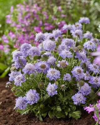 Scabiosa Blue Eyes