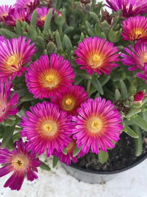 Delosperma Next Level Magenta