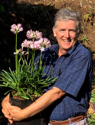 Agapanthus Blush Pink