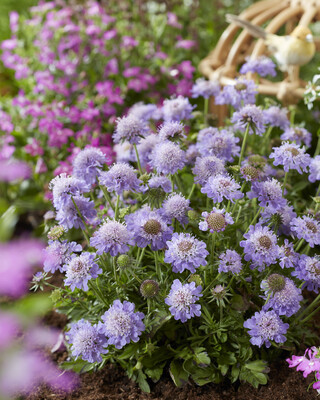 Scabiosa Blue Eyes