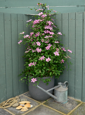 Clematis Bridgewater
