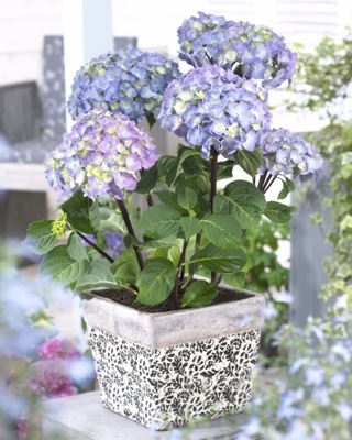 Hydrangea-Peacock_Pot