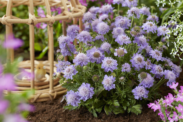 Scabiosa Blue Eyes