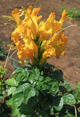 Tecomaria-Cape Town Yellow_Flower