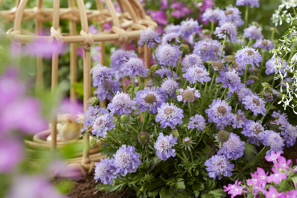 Scabiosa Blue Eyes